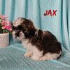 AKC Shih Tzu 