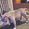 2 year old Female American bully