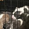 American bully puppies for sale 