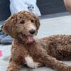 Almost 6-Month-Old F1B Goldendoodle – Vaccinated & Potty Trained