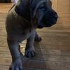 Cane Corso pup
