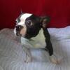 Loyal and Lovable Boston Terrier Energy Only