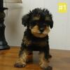 Schnoodle Puppies Genetic Tested Champion AKC Lines