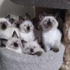 Beautiful Sealpoint Siamese kittens