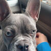 9 month old French bulldog 