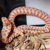 Blow Out Sale !!!  Cheap Western Hognose Snakes for Local Pickup!