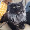 Adult Black Smoke Maine Coon (Russian)