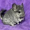 Angora Chinchillas