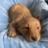 Golden retriever puppy