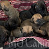 Cane Corso Puppies (Available Christmas Eve)