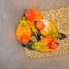 Red factor Sun Conures available at $550 each. Multi-purchase discount available to qualify buyers