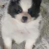Pomeranian puppys 
