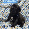 Christian Dior World Champion Line Cane Corso Male