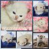Registered ragdoll kittens 