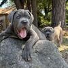 Formentino & Gray Cane Corso Puppies - AKC Champion Sire