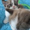 British shorthair brown and white  color kittens 