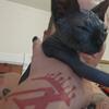 2 female black sphynx not fixed