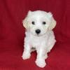 Toy poodle maltipoo 