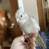 Handfed cockatiel