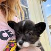 UKC Reg. Pembroke welch Corgi puppies