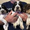English Springer Spaniels AKC Genetic TESTED KY upstate NY New York