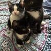 Kittens for sell! 