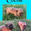 Shorkie Puppies!!!