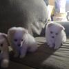 Pomeranian Puppies For Sale