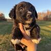 Cardigan Corgi and Golden Retriever Mix (Berkley) Male