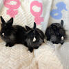 Lionhead bunnies 