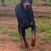Doberman AKC Puppies