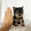 Yorkshire Terrier Puppies