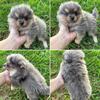 AKC Pomeranian puppies