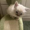 Purebred mitted blue point male ragdoll kitten 6 weeks 
