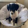 Sheltie mix puppies