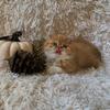 Adorable Exotic shorthair/longhair kittens looking for their new home
