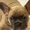 Gorgeous French Bulldog Pup