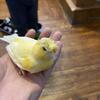 Yellow crested gloster Canary 