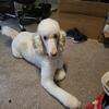Standard poodle 