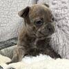 AKC Blue French Bulldogs