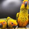 Baby Sun Conure parrot bird