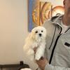 Female Maltese puppy in Chicago 