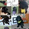 Bernedoodle Puppies - Standard F1 Size