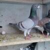 Race Homer Pigeons  Available