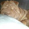 2 Male SharPei Puppies Ready for their new home!
