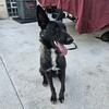 Female Belgian Malinois!!