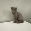  Scottish Fold Female Purple