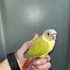 Tame hand fed green cheek conure, high yellow sun conure, IRN