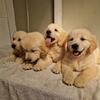 Golden Retriever Puppies – Friendly & Fluffy – 240-366-7053