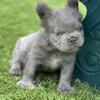 French bulldog 